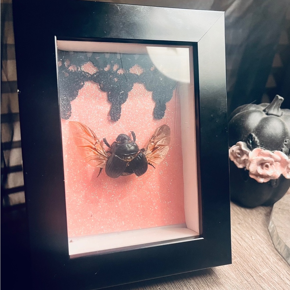 preserved dung beetle with sparkly pink background